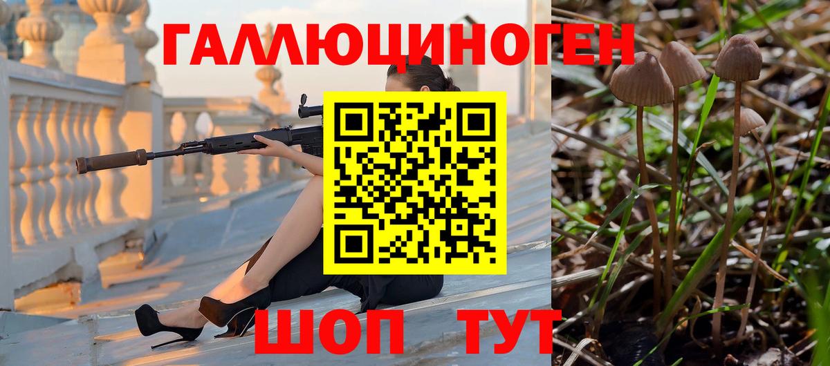 Галлюциногенные грибы Psilocybe Магадан